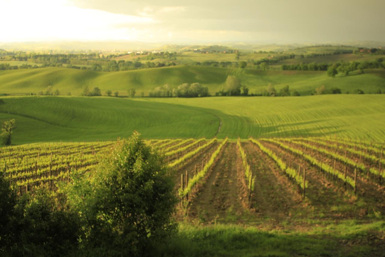 Wine Resort Colsereno Montalcino Kültér fotó